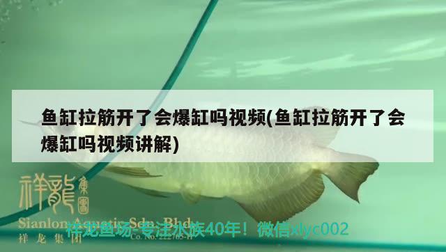 魚缸拉筋開了會(huì)爆缸嗎視頻(魚缸拉筋開了會(huì)爆缸嗎視頻講解)