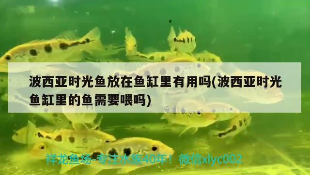 波西亞時光魚放在魚缸里有用嗎(波西亞時光魚缸里的魚需要喂嗎)