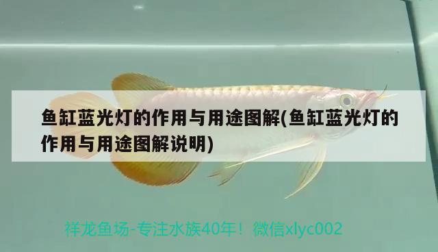 魚(yú)缸藍(lán)光燈的作用與用途圖解(魚(yú)缸藍(lán)光燈的作用與用途圖解說(shuō)明) 古典過(guò)背金龍魚(yú)