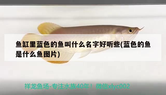 魚缸里藍色的魚叫什么名字好聽些(藍色的魚是什么魚圖片)