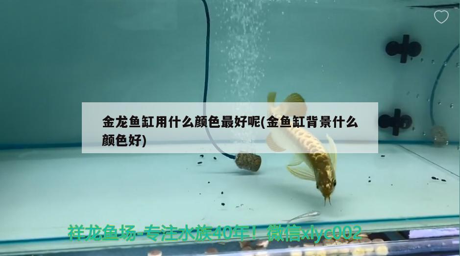 金龍魚缸用什么顏色最好呢(金魚缸背景什么顏色好) 魚缸風(fēng)水