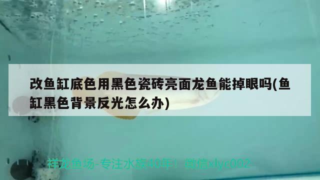 改魚缸底色用黑色瓷磚亮面龍魚能掉眼嗎(魚缸黑色背景反光怎么辦) 申古銀版魚