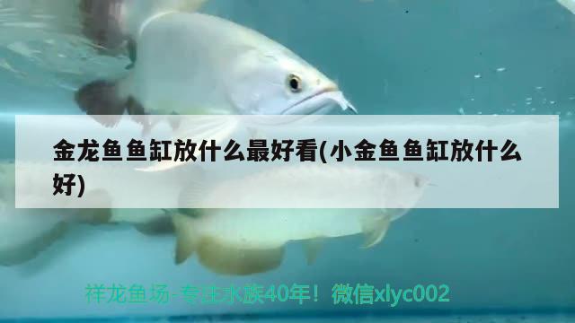 金龍魚魚缸放什么最好看(小金魚魚缸放什么好)