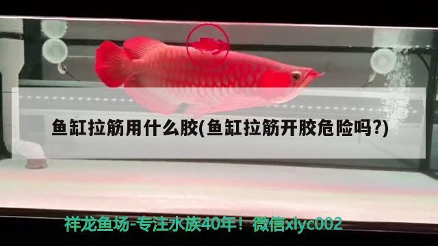 魚缸拉筋用什么膠(魚缸拉筋開膠危險嗎?) 赤焰中國虎魚