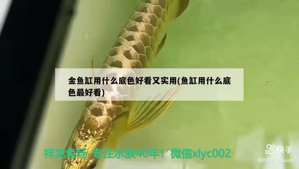 金魚缸用什么底色好看又實用(魚缸用什么底色最好看) 銀河星鉆魚