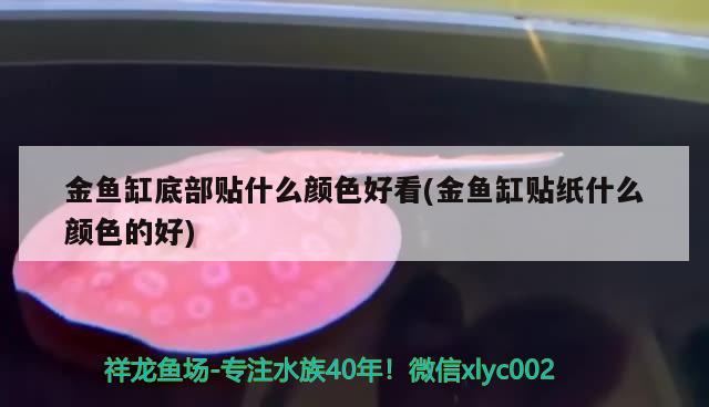 金魚缸底部貼什么顏色好看(金魚缸貼紙什么顏色的好) 金頭過背金龍魚