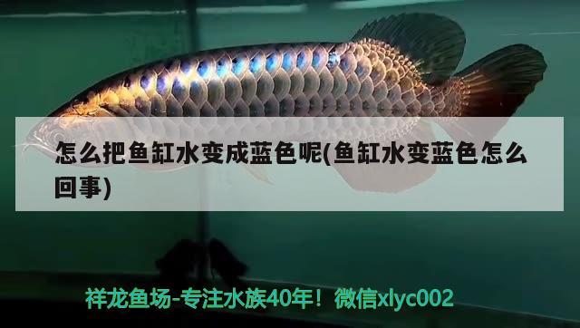 怎么把魚缸水變成藍色呢(魚缸水變藍色怎么回事) 胭脂孔雀龍魚