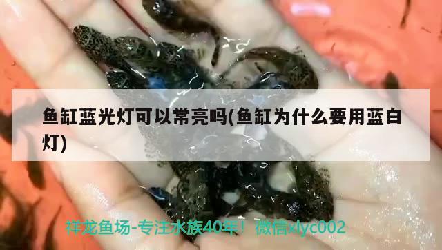 魚缸藍(lán)光燈可以常亮嗎(魚缸為什么要用藍(lán)白燈)