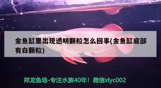 金魚(yú)缸里出現(xiàn)透明顆粒怎么回事(金魚(yú)缸底部有白顆粒) 觀賞龜/鱉飼料