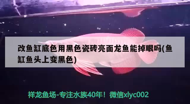 改魚缸底色用黑色瓷磚亮面龍魚能掉眼嗎(魚缸魚頭上變黑色)