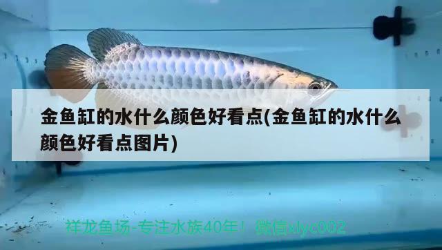 金魚(yú)缸的水什么顏色好看點(diǎn)(金魚(yú)缸的水什么顏色好看點(diǎn)圖片)