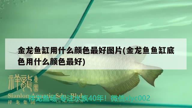 金龍魚缸用什么顏色最好圖片(金龍魚魚缸底色用什么顏色最好)