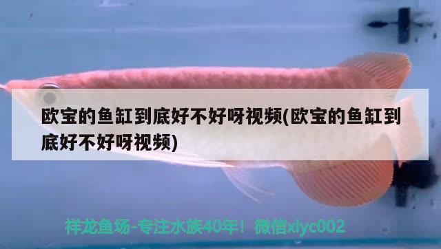 歐寶的魚(yú)缸到底好不好呀視頻(歐寶的魚(yú)缸到底好不好呀視頻) 廣州龍魚(yú)批發(fā)市場(chǎng)