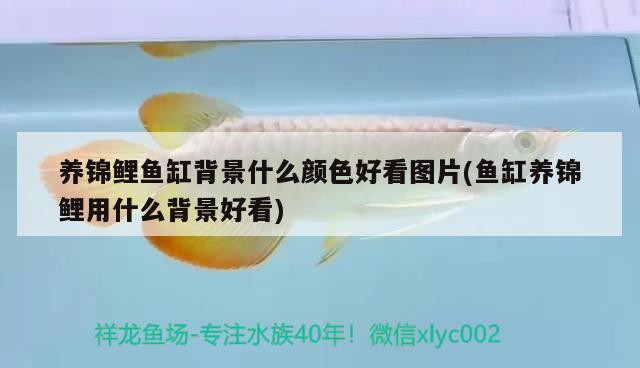 養(yǎng)錦鯉魚(yú)缸背景什么顏色好看圖片(魚(yú)缸養(yǎng)錦鯉用什么背景好看)