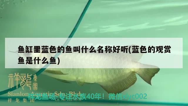 魚缸里藍色的魚叫什么名稱好聽(藍色的觀賞魚是什么魚)