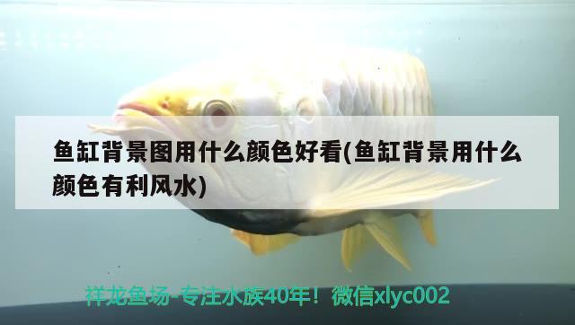 魚缸背景圖用什么顏色好看(魚缸背景用什么顏色有利風水)