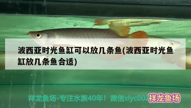 波西亞時(shí)光魚(yú)缸可以放幾條魚(yú)(波西亞時(shí)光魚(yú)缸放幾條魚(yú)合適)