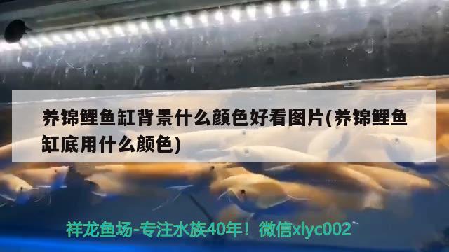 養(yǎng)錦鯉魚(yú)缸背景什么顏色好看圖片(養(yǎng)錦鯉魚(yú)缸底用什么顏色)