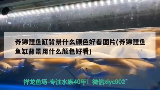 養(yǎng)錦鯉魚缸背景什么顏色好看圖片(養(yǎng)錦鯉魚魚缸背景用什么顏色好看) PH調(diào)節(jié)劑