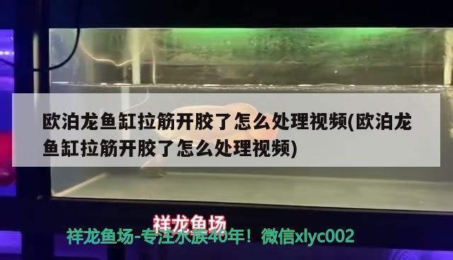 歐泊龍魚缸拉筋開膠了怎么處理視頻(歐泊龍魚缸拉筋開膠了怎么處理視頻) 養(yǎng)魚知識 第1張