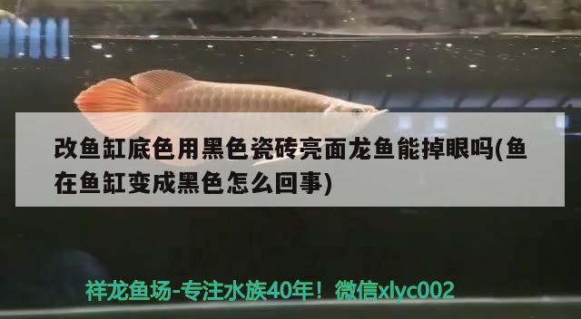 改魚缸底色用黑色瓷磚亮面龍魚能掉眼嗎(魚在魚缸變成黑色怎么回事)