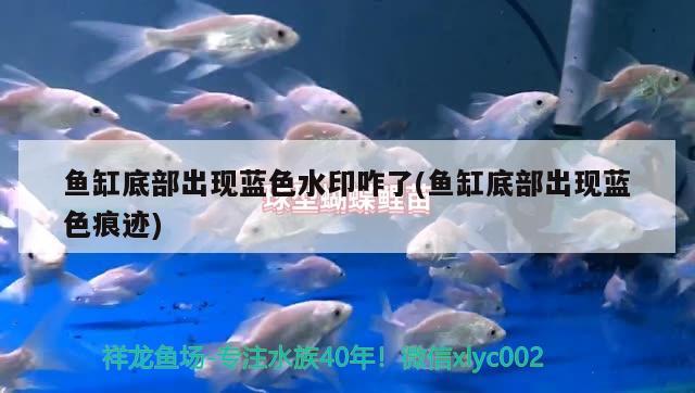 魚缸底部出現(xiàn)藍色水印咋了(魚缸底部出現(xiàn)藍色痕跡)