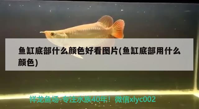 魚缸底部什么顏色好看圖片(魚缸底部用什么顏色) 藍(lán)底過背金龍魚