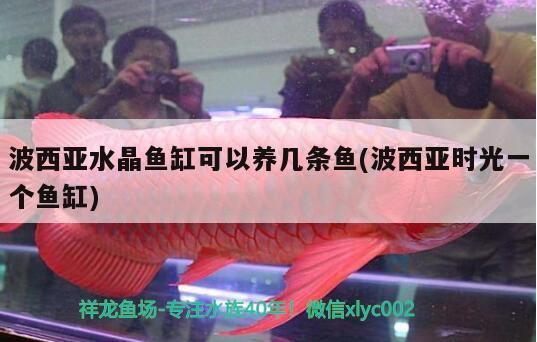 波西亞水晶魚缸可以養(yǎng)幾條魚(波西亞時光一個魚缸)