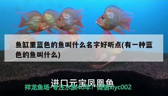 魚缸里藍(lán)色的魚叫什么名字好聽點(diǎn)(有一種藍(lán)色的魚叫什么) PH調(diào)節(jié)劑