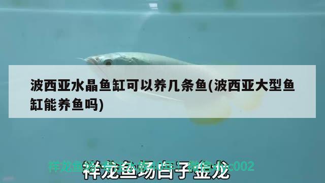 波西亞水晶魚缸可以養(yǎng)幾條魚(波西亞大型魚缸能養(yǎng)魚嗎)