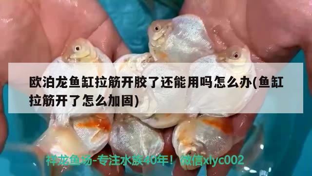 歐泊龍魚缸拉筋開膠了還能用嗎怎么辦(魚缸拉筋開了怎么加固)