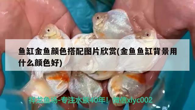 魚缸金魚顏色搭配圖片欣賞(金魚魚缸背景用什么顏色好)