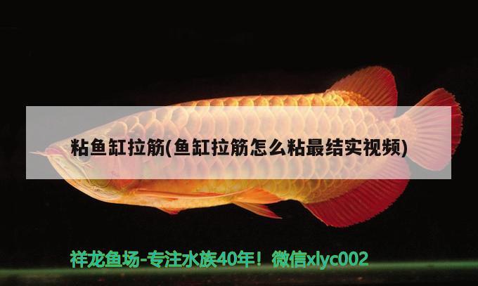 粘魚缸拉筋(魚缸拉筋怎么粘最結(jié)實(shí)視頻) 魚糧魚藥