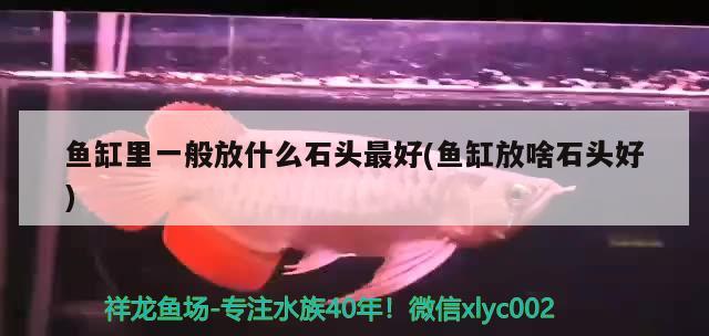 魚缸里一般放什么石頭最好(魚缸放啥石頭好) 水族品牌 第2張