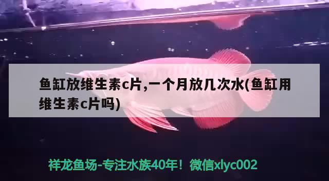 魚缸放維生素c片,一個月放幾次水(魚缸用維生素c片嗎) 祥龍藍(lán)珀金龍魚