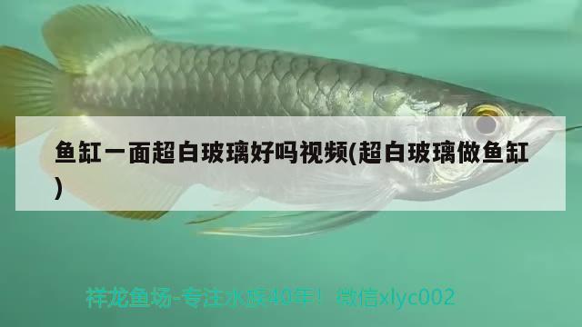 魚缸一面超白玻璃好嗎視頻(超白玻璃做魚缸) 斯維尼關(guān)刀魚 第2張