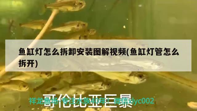 魚缸燈怎么拆卸安裝圖解視頻(魚缸燈管怎么拆開)