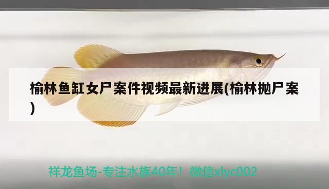 榆林魚缸女尸案件視頻最新進展(榆林拋尸案) 廣州龍魚批發(fā)市場