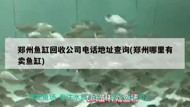 鄭州魚缸回收公司電話地址查詢(鄭州哪里有賣魚缸) 白子金龍魚