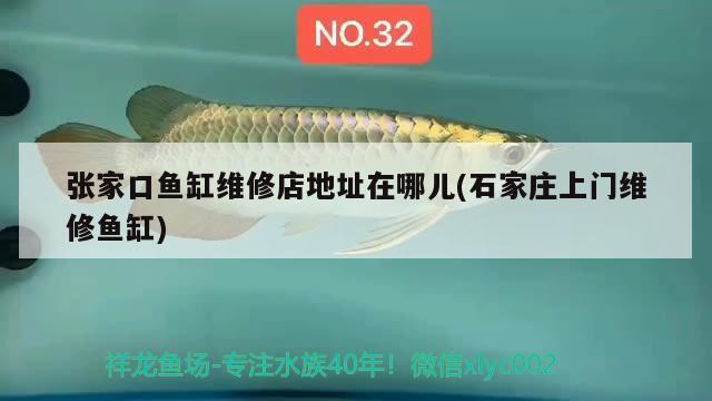 張家口魚缸維修店地址在哪兒(石家莊上門維修魚缸) 印尼三紋虎