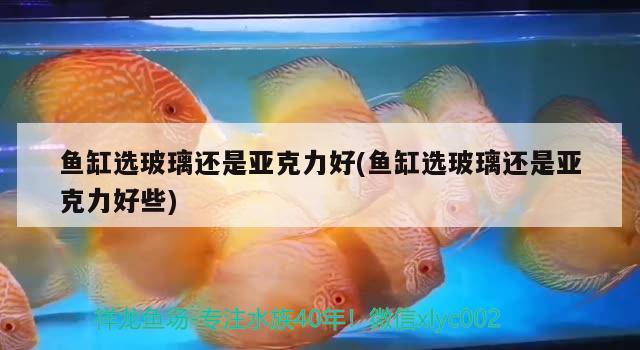 魚缸選玻璃還是亞克力好(魚缸選玻璃還是亞克力好些) 飛鳳魚 第2張