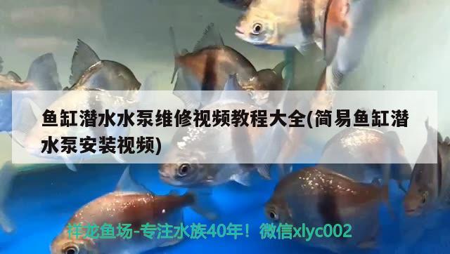 魚缸潛水水泵維修視頻教程大全(簡易魚缸潛水泵安裝視頻)