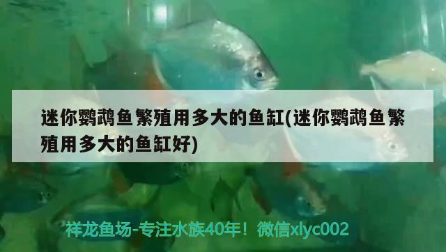 迷你鸚鵡魚繁殖用多大的魚缸(迷你鸚鵡魚繁殖用多大的魚缸好)