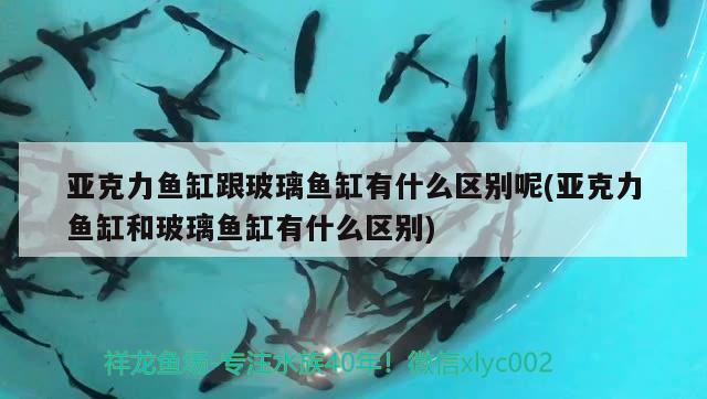 亞克力魚缸跟玻璃魚缸有什么區(qū)別呢(亞克力魚缸和玻璃魚缸有什么區(qū)別)