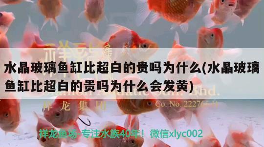 水晶玻璃魚缸比超白的貴嗎為什么(水晶玻璃魚缸比超白的貴嗎為什么會發(fā)黃) 銀古魚苗