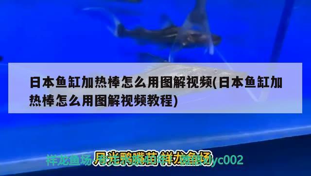 日本魚缸加熱棒怎么用圖解視頻(日本魚缸加熱棒怎么用圖解視頻教程) 肺魚