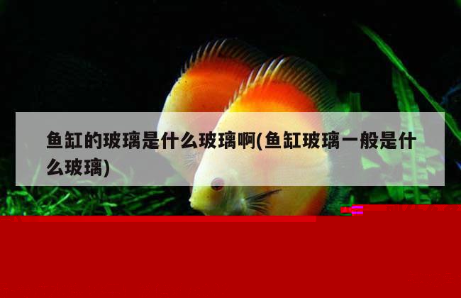 做魚缸用的玻璃膠叫什么(做魚缸用的玻璃膠叫什么名字)