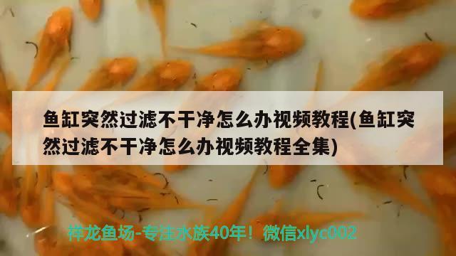 魚缸突然過濾不干凈怎么辦視頻教程(魚缸突然過濾不干凈怎么辦視頻教程全集) 帝王迷宮