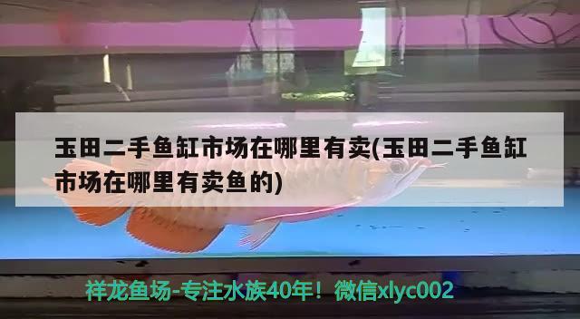 玉田二手魚缸市場在哪里有賣(玉田二手魚缸市場在哪里有賣魚的) 森森魚缸