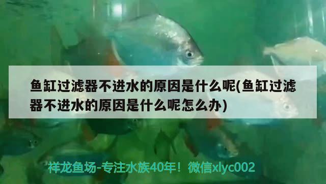 魚缸過濾器不進(jìn)水的原因是什么呢(魚缸過濾器不進(jìn)水的原因是什么呢怎么辦) 純血皇冠黑白魟魚